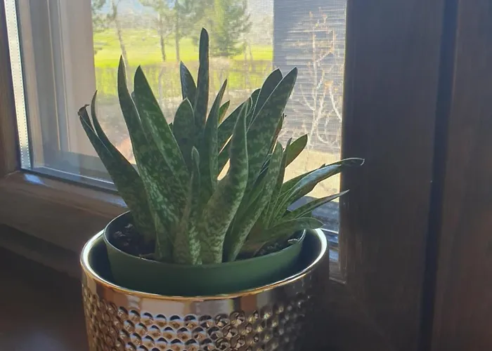 Resort Zax B7 In Terra Complex Bansko